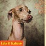 Pequeño Lebrel Italiano