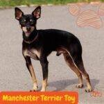 Manchester Toy Terrier negro y fuego de pie