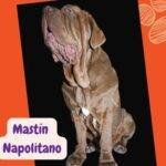 Mastín Napolitano.