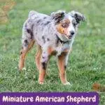 Miniature American Shepherd.