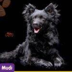 Mudi. razas perros segun AKC . grupo 7 . Herding dogs. AKC. perros de pastoreo dogs. petepua