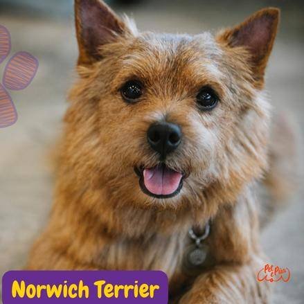 Norwich Terrier.