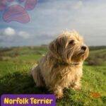 Norfolk Terrier.perros segun akc. terriers . petepua.
