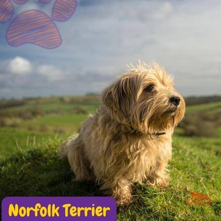 Norfolk Terrier.perros segun akc. terriers . petepua.