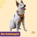 Norrbottenspets. Norrbottenspitz. Nordic Spitz. Pohjanpystykorvarazas perros segun AKC . grupo 8 . miscellaneus dogs. AKC. perros miscelaneos dogs. petepua