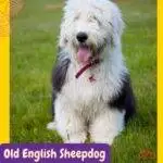 antiguo pastor ingles sentado en la grama