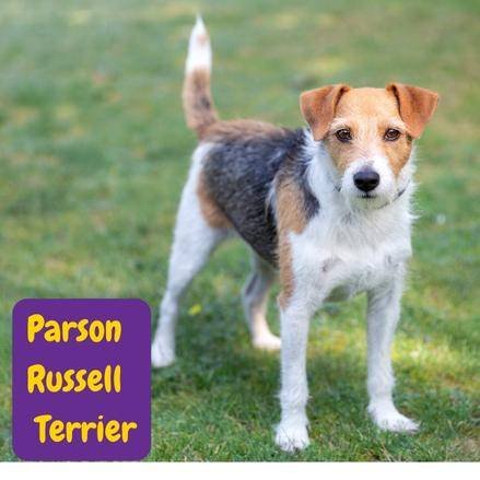 Parson Russell Terrier .perros segun akc. terriers . petepua.