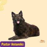 Pastor Holandés. Dutch Shepherd. Dutch Herder. Nederlandse Herdershond