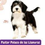 Pastor Polaco de las Llanuras. Polish Lowland Sheepdog. Pastor de Valée. razas perros segun AKC . grupo 7 . Herding dogs. AKC. perros de pastoreo dogs. petepua