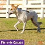 Perro de Canaán. razas perros segun AKC . grupo 7 . Herding dogs. AKC. perros de pastoreo dogs. petepua