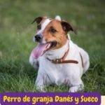 Perro de granja Danés y Sueco. Terrier de Scania. Scanian Terrier. Danish. Swedish Farmdog perro tigre. tora. razas perros segun AKC . grupo 8 . miscellaneus dogs. AKC. perros miscelaneosdogs. petepua