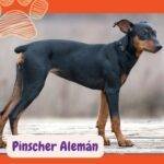 Pinscher Alemán .German Pinscher . razas de perros según AKC. petepua