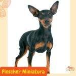 Pinscher Miniatura