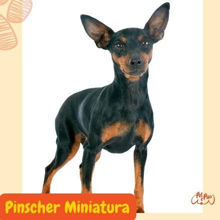 Pinscher Miniatura