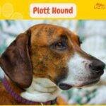 Plott Hound. petepua