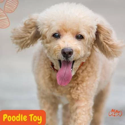 Poodle Toy.perros segun akc. perros toy. perros de compañía . petepua.