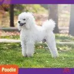 poodle estándar blanco parado en la grama
