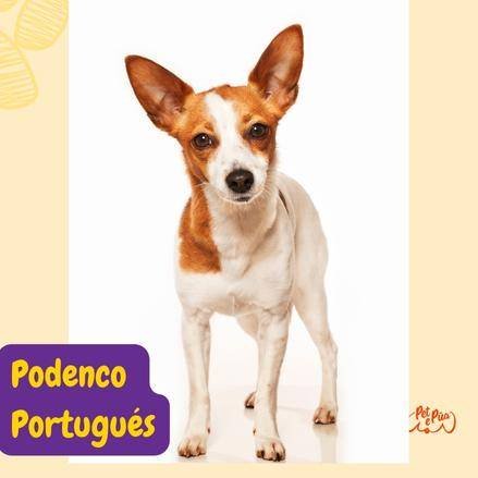 Portuguese Podengo. podenco portuges razas perros segun AKC . grupo 8 . miscellaneus dogs. AKC. perros miscelaneos dogs. petepua