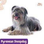 Pyrenean Sheepdog (Pastor de los Pirineos, Chien de Berger des Pyrénées. razas perros segun AKC . grupo 7 . Herding dogs. AKC. perros de pastoreo dogs. petepua