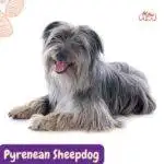 Pyrenean Sheepdog (Pastor de los Pirineos, Chien de Berger des Pyrénées. razas perros segun AKC . grupo 7 . Herding dogs. AKC. perros de pastoreo dogs. petepua