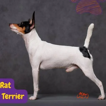 Rat Terrier adulto de pie mostrando las características físicas típicas de la raza
