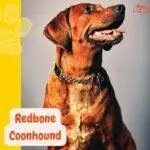 Redbone Coonhound. petepua