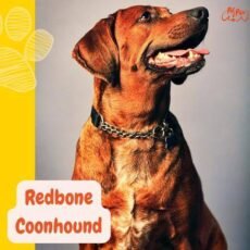 Redbone Coonhound. Cuidados, apariencia y origen del Reds
