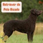Retriever de Pelo Rizado. Curly-Coated Retriever. petepua. razas de perros según AKC