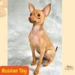 Russian Toy marrón sentado atento.