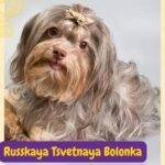 Russkaya Tsvetnaya Bolonka. Bolonka Zwetna, Franzuskaya Bolonka, Russian Lapdog.perros segun AKC . grupo 8 . miscellaneus dogs. AKC. perros miscelaneos. dogs. petepua