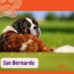 San Bernardo sentado en el césped.