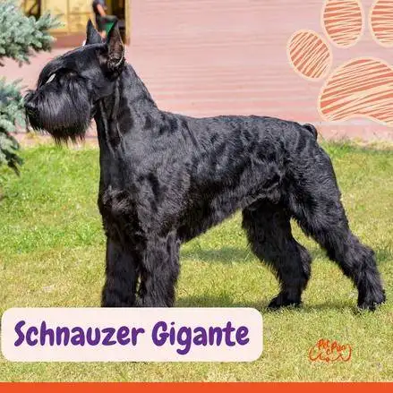 Schnauzer Gigante . razas de perros según AKC. petepua