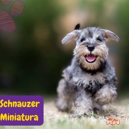 Schnauzer Miniatura.