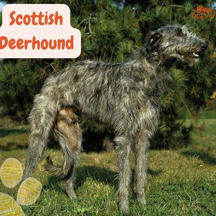 Scottish Deerhound: Descubre Al Majestuoso Perro Lebrel Escocés