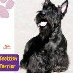 Scottish Terrier adulto de pelaje negro en exterior