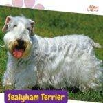 Sealyham Terrier.perros segun akc. terriers . petepua.