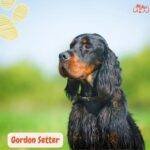 Setter Escocés. Gordon Setter. petepua. razas de perros según el AKC.