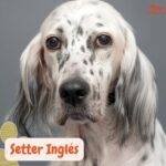 Setter Inglés Azul Belton con mirada tierna.