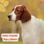 Setter Irlandés Rojo y Blanco. Irish Red and White Setter. petepua. razas de perros según el AKC