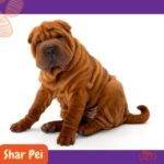 Shar Pei. razas perros segun AKC . grupo 6 AKC. perros no deportistas. non sporting dogs. petepua