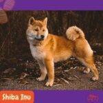 Shiba Inu de pie y alerta en la naturaleza.