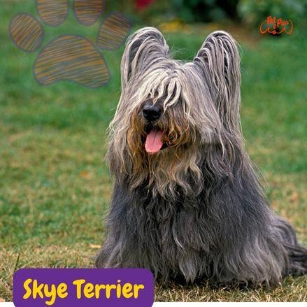 Skye Terrier gris posando sentado