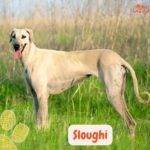 Perro Sloughi mirando y parado en la naturaleza.