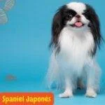 Spaniel Japonés blanco y negro de pie, sobre un fondo azul.