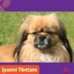 Spaniel Tibetano. razas perros segun AKC . grupo 6 AKC. perros no deportistas. non sporting dogs. petepua