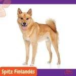 Spitz Finlandés