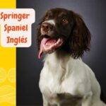 Springer Spaniel Inglés. English Springer Spaniel. petepua. razas de perros AKC.