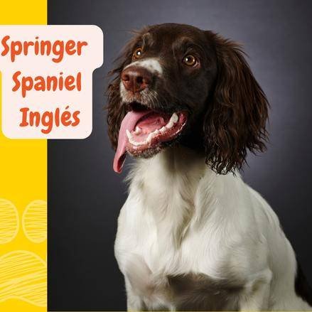 SPRINGER SPANIEL INGLÊS: características e cuidados