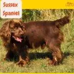 Sussex Spaniel en vegetación, mirando hacia su izquierda.