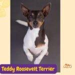 Teddy Roosevelt Terrier.perros segun AKC . grupo 8 . miscellaneus dogs. AKC. perros miscelaneos. dogs. petepua